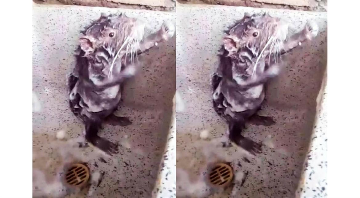 Viral Showering rat isn’t actually showering: Truth revealed