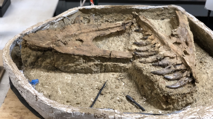 Palaeontologists discover a 7-year old baby T-Rex fossil that could unravel its appearance