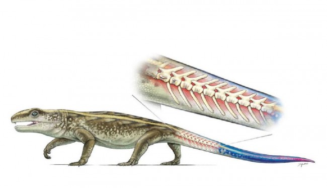 This ancient reptile could separate its tail to evade its predators