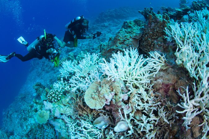 Heat waves is damaging the diverse variety of coral reefs at the Great Barrier Reef, Australia