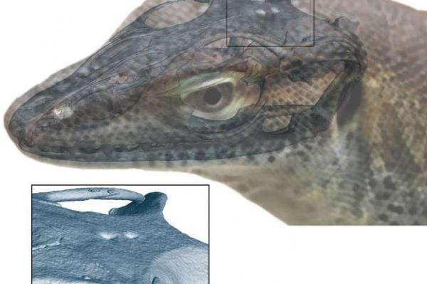This ancient extinct monitor lizard had four eyes
