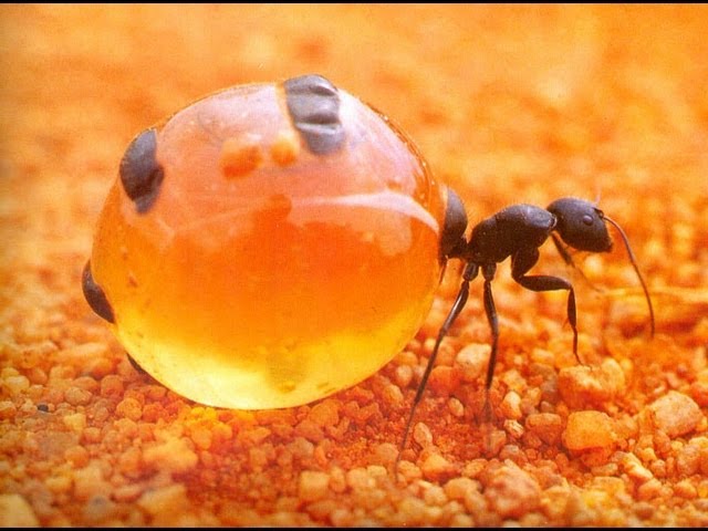 Scientists discovers a new self exploding ants species in the Southeast Asia