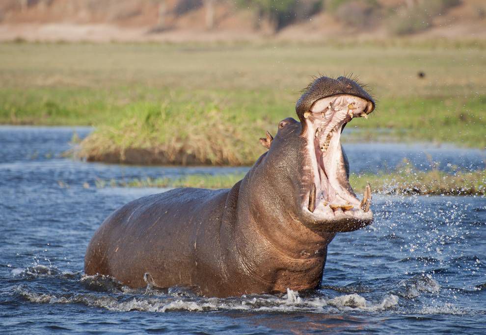 A large number of fishes die of suffocation due to feces from hippopotamus