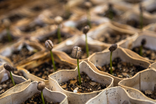 Students send seeds of broccoli to the ISS to figure out a way to grow plants in space