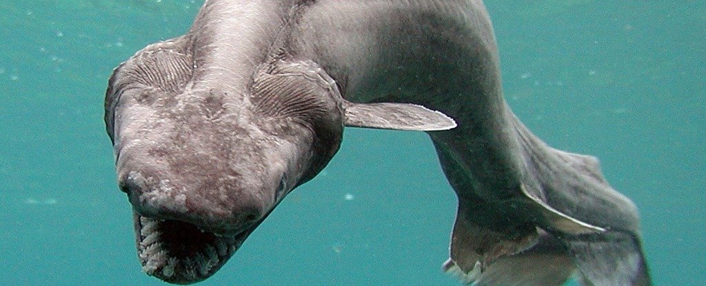 Scientists uncover a horrifying and nightmare shark with more than 300 teeth