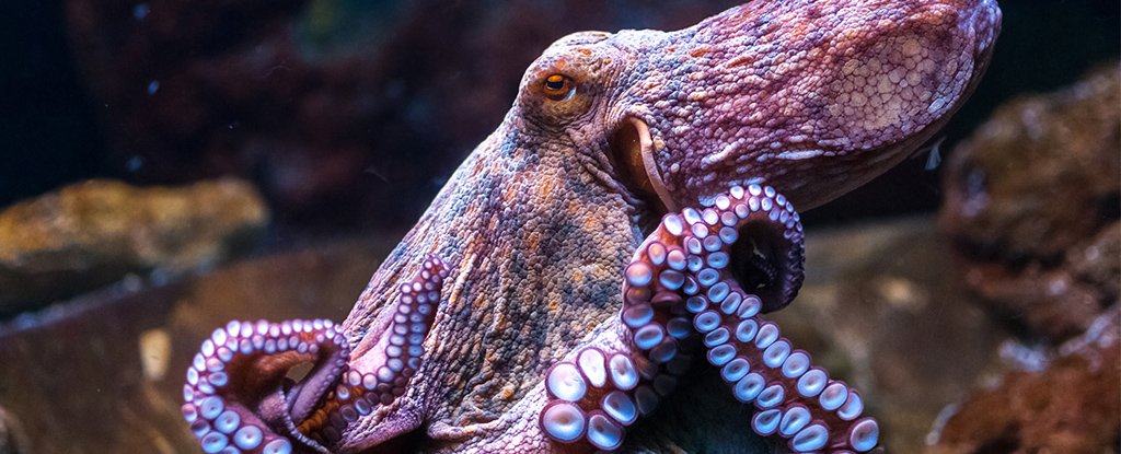 Octopuses may have originated from outer space: Study suggests