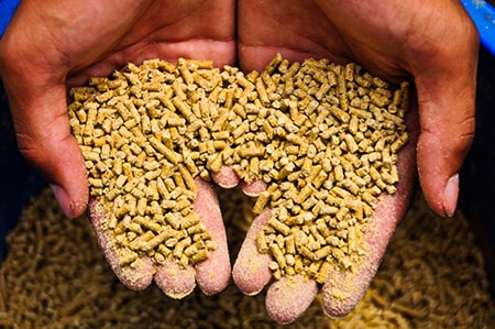 Phosphates for Animal Feed/Nutrition Market Analytical Research Report (2019-2026) | Business Forecast by Top players like Mosaic Company (US), Phosphea (France), Nutrien Ltd. (Canada), OCP Group (Morocco), Yara International ASA (Norway)