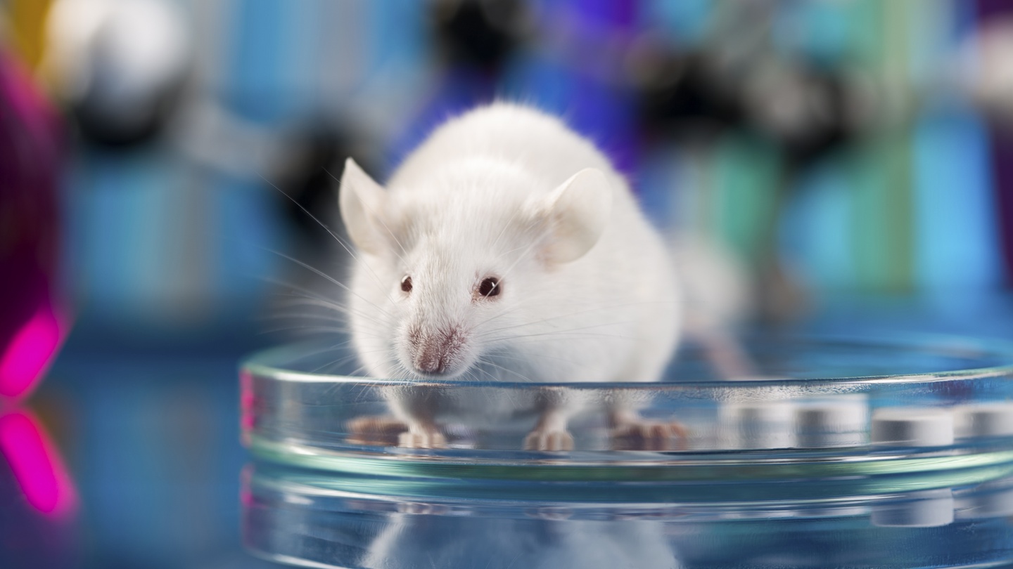 Animal Model Market Global Research and Competitive Insights 2019-2025