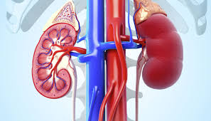 Artificial Kidney Market Outlook and Opportunities in Grooming Regions : Edition 2019-2025