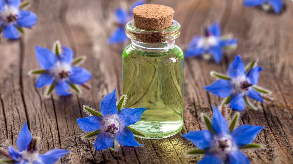  Global Borage Oil Market Strategics Key Players 2019 2025 Aromex 