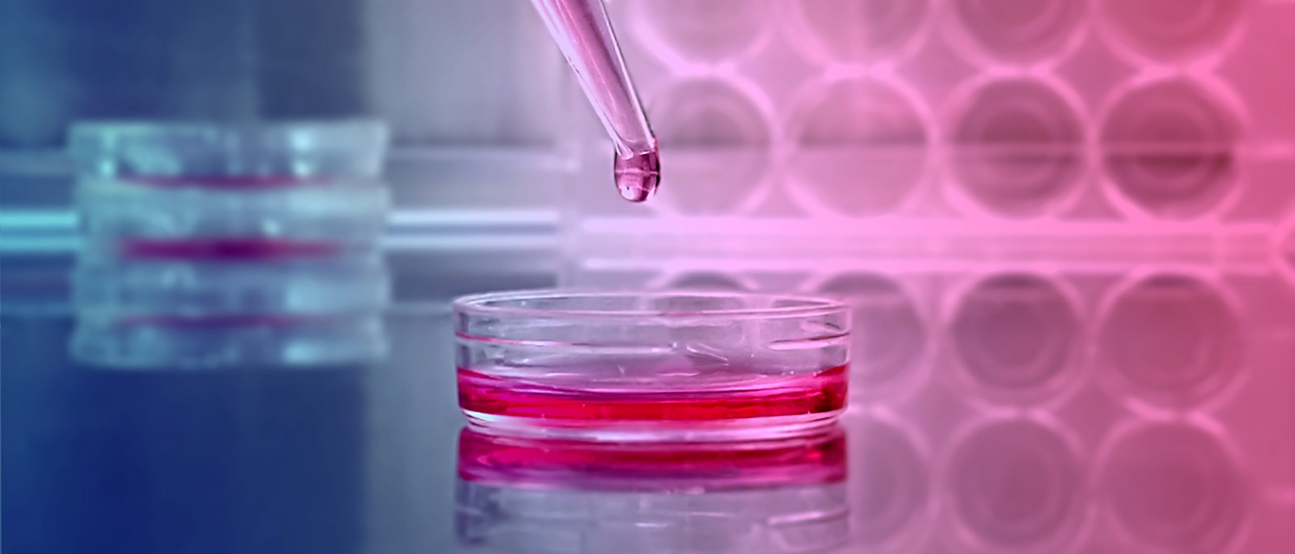 Cell Culture Market Outlook and Opportunities in Grooming Regions : Edition 2019-2024