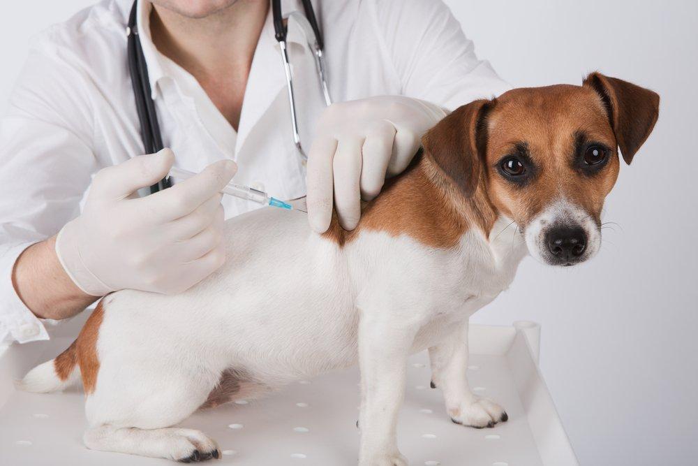 Companion Animal Vaccines