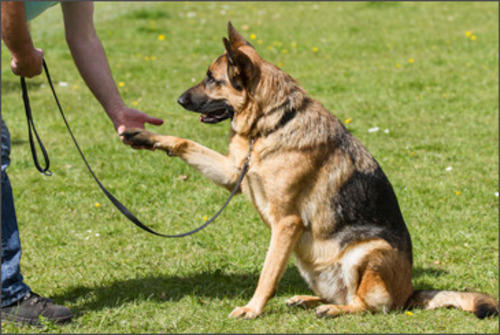 Dog Training Services Market Latest Trends, Rising Demands and Development 2019 to 2025