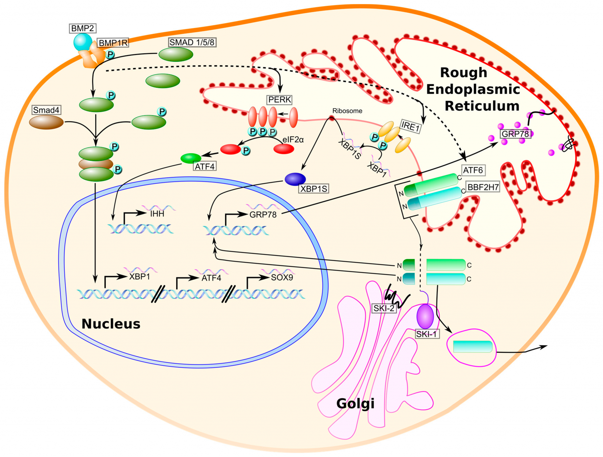 Bmp биология. Bone morphogenetic Protein 2. Морфогенетические протеины. Bmp белок. Bmp фактор роста.