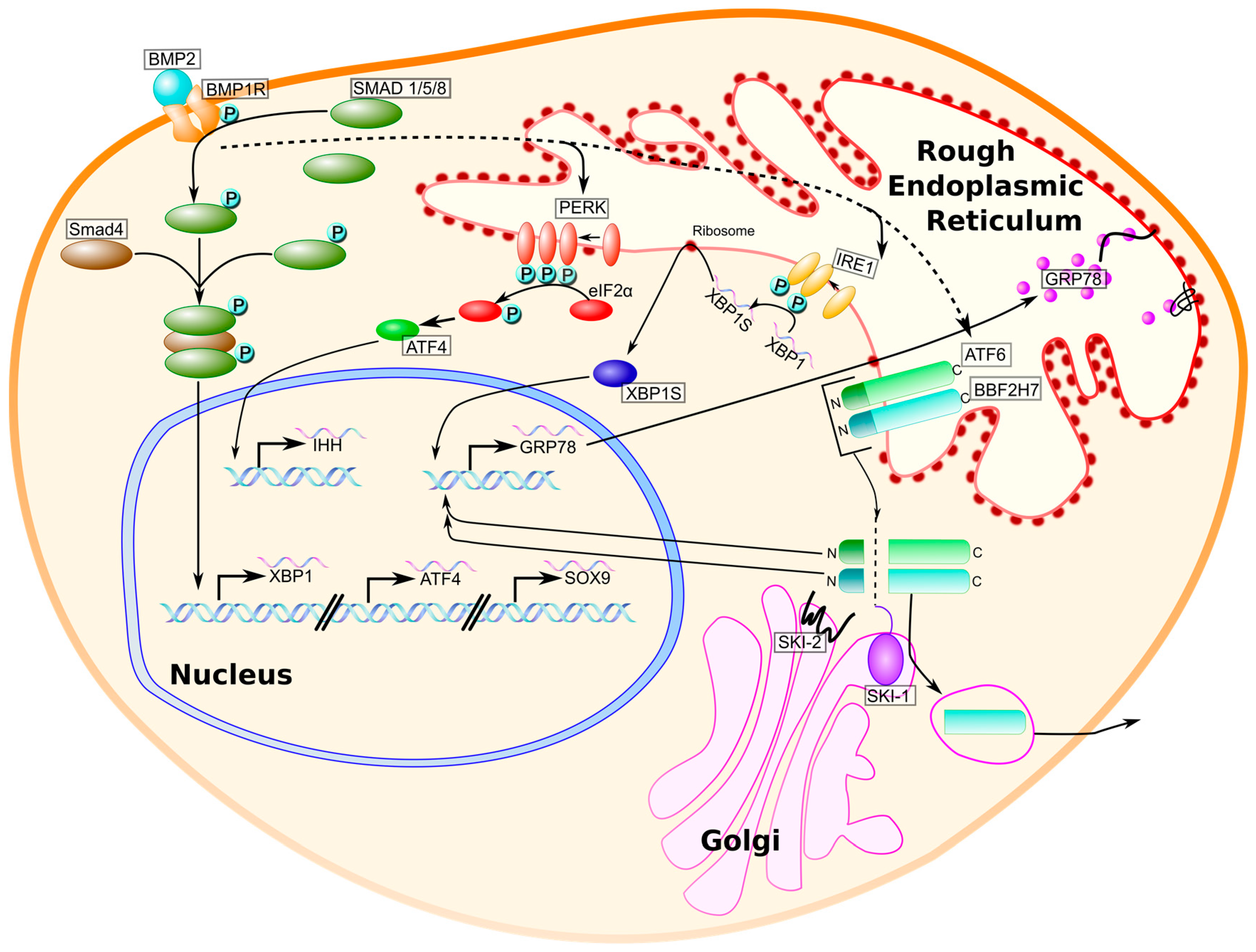 Bone Morphogenetic Protein (BMP) 2 Market Professional Study In-depth Analysis 2019 to 2025