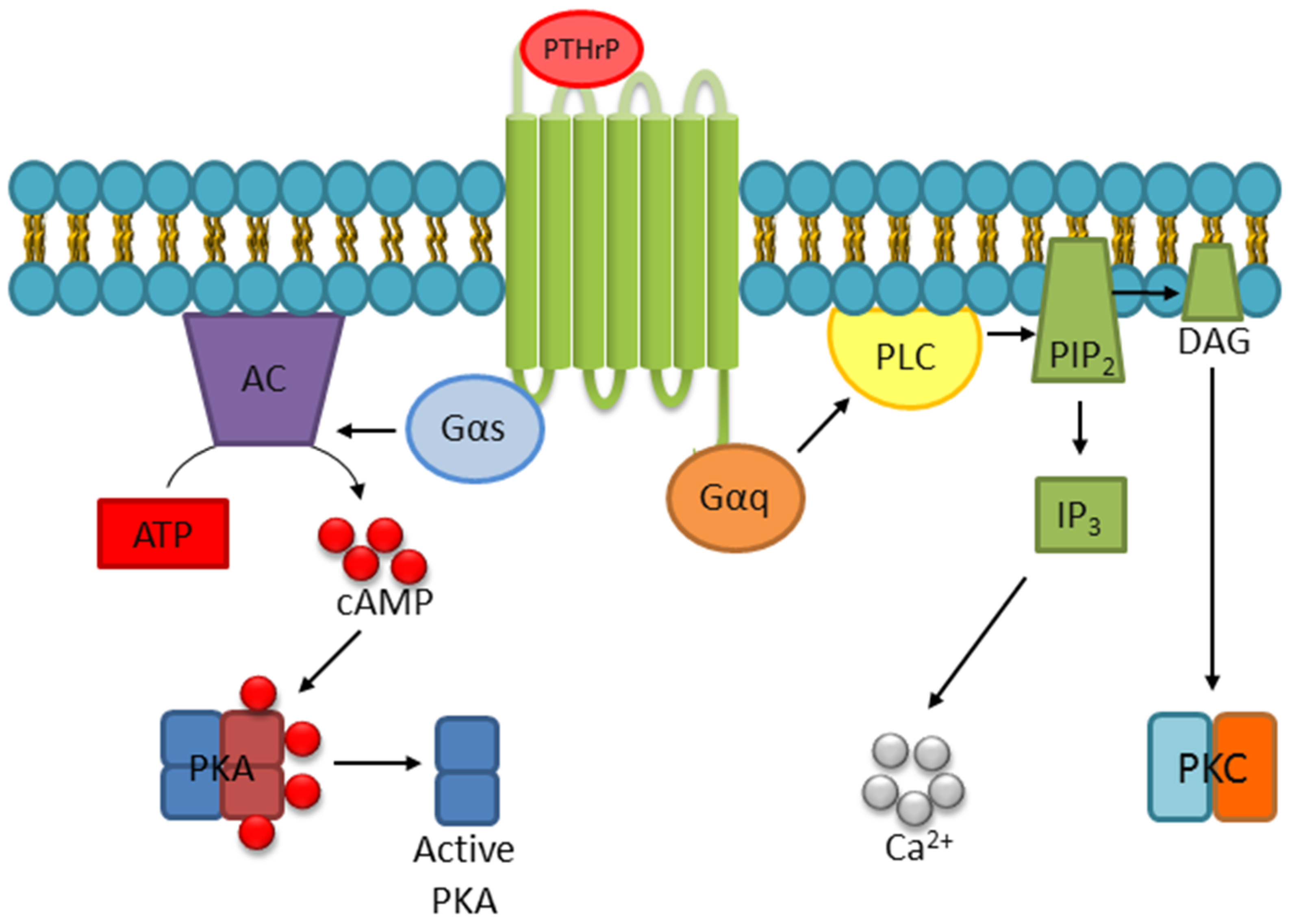 G-Protein Coupled Receptor (GPCR) Targeting Market Global Research Report by Experts 2019 to 2024