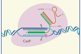 Genome Editing Market – Global Industry Analysis and Forecast (2017-2026)