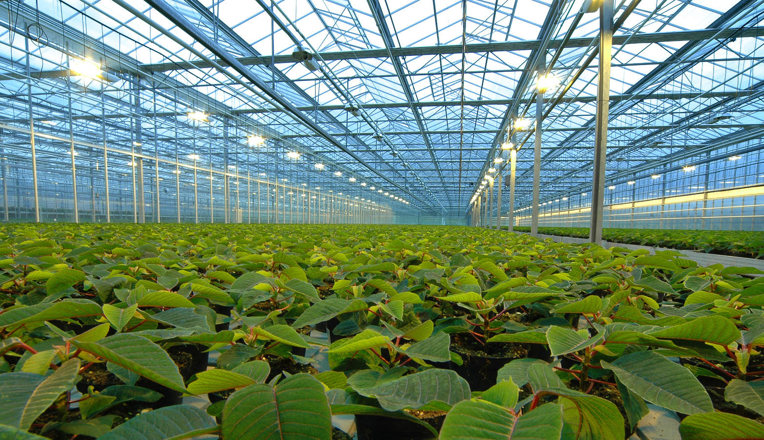 Greenhouse Horticulture Market Outlook and Opportunities in Grooming Regions : Edition 2019-2025