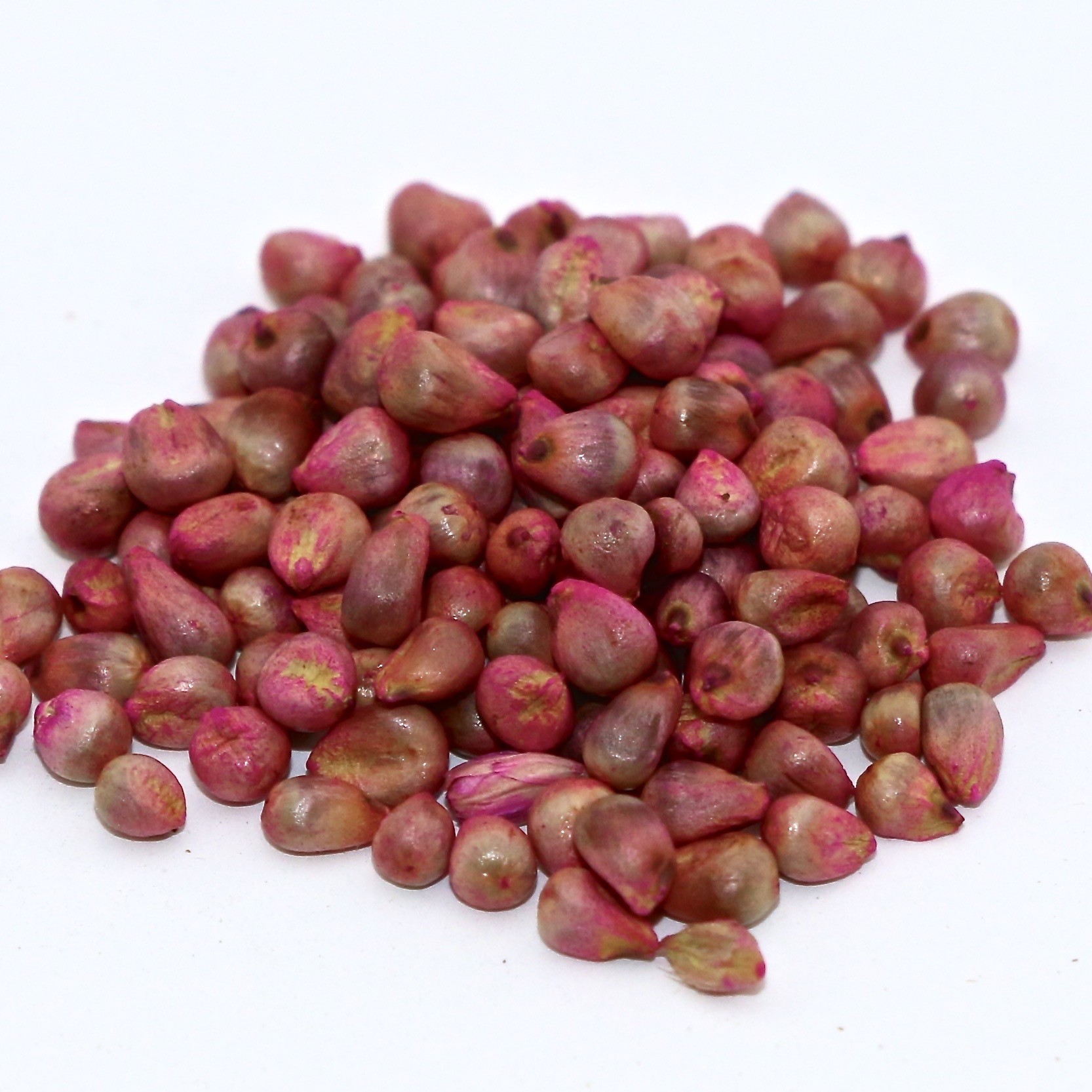 Pearl Millet Seed Market Growth and Rising Demand in Agriculture Sector 2019 to 2025 – DuPont Pioneer, Bayer, Alta Seeds, Allied Seed