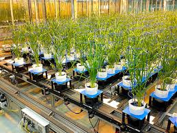 Plant Phenotyping Market 2019 Precise Outlook – Phenomix, Phenospex, Keygene, SMO bvba