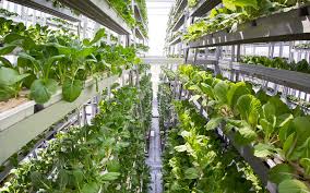 Vertical Farming Market Is Booming Worldwide | Leading Key Players -Koninklijke Philips, Aerofarms, Sky Greens, Green Sense Farms, Agrilution