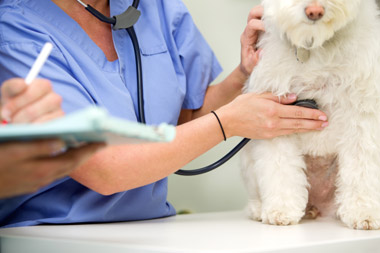 Global Veterinary Diagnostics Market – Industry Analysis and Forecast (2019-2026)