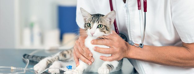 Global Veterinary Diagnostics Market Industry Analysis and Forecast (2019-2026)