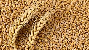 Wheat Protein Market Breakdown, Development and New Market Opportunities & Forecasts 2027