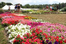 Global Floriculture Market – Analysis and Forecast (2018-2026)