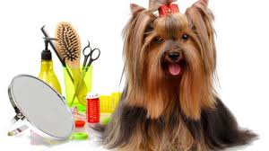 Global Pet Grooming Products Market – Industry Analysis and Forecast (2019-2026)