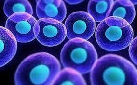 Global Synthetic Stem Cells Market – Industry Analysis and Forecast (2018-2026)