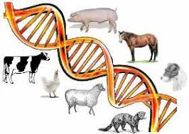 Global Animal Genetics Market Key Business Opportunities | Genus PLC, Hendrix Genetics, EW Group GmbH