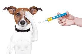 Veterinary Vaccines Market: Worldwide Prospects, Share, Crucial Players, Size, Competitive Breakdown and Regional Forecast  2016 – 2026