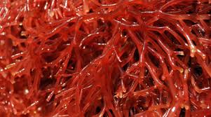 Global Carrageenan Market topmost targets, reviews, scope, statistical analysis and forecast to 2026| Marcel Carrageenan, MCPI Corporation