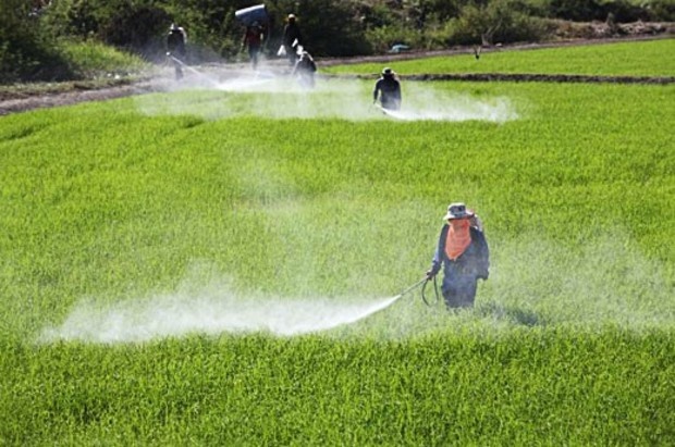 Global Crop Protection (Agrochemicals) Market observer high growth by Type, Application, New Ideas and Trends to 2026 | Syngenta, Bayer Crop Science