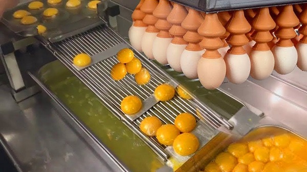 Global Egg Processing Machinery Market 2020, Industry Insights, Trends and Forecast by 2024 : Ovobel, Sanovo, Moba, Actini, OVO Tech, Pelbo