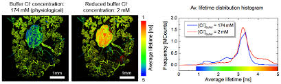 Global Fluorescence Lifetime Imaging Microscopy Market Status and Future Forecast 2020-2026 : Leica, Olympus, Zeiss, Becker & Hickl