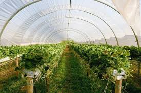 Global Greenhouse Horticulture Market 2020 – Richel, Hoogendoorn, Dalsem