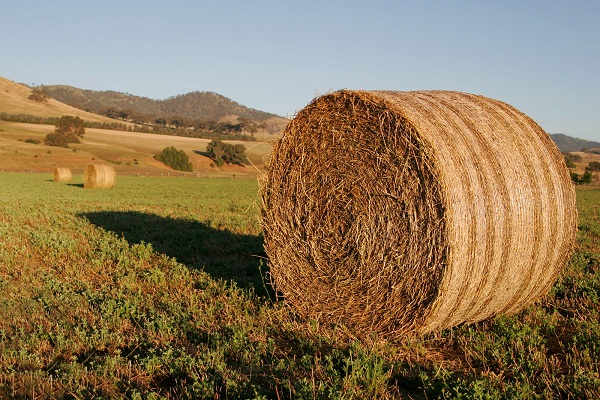 Global Hay Market 2020 Feasibility Study | Anderson Hay & Grain, Border Valley, Knight Ag Sourcing, Hay USA