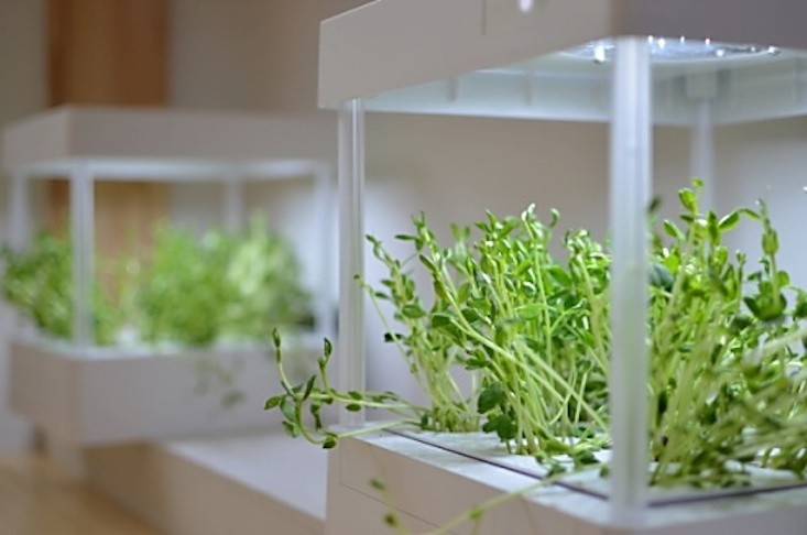 Global Indoor Grow Lights Market 2020 Growth, Development and Forecast Report | Philips, OSRAM, Illumitex, GE, Valoya, Everlight Electronics
