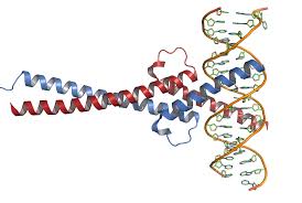 Global Myc Proto Oncogene Protein Market Industry analysis & Forecast to 2026| Peptomyc SL, Phylogica Ltd, Sorrento Therapeutics Inc