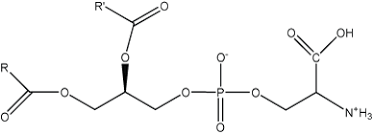 Global Phosphatidylserine Market Forecast period 2020 – 2026 | Chemi Nutra, Lipoid, Lipogen, Novastell, Lonza