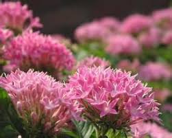 Global Rhodiola Rosea P.E. Market Trends 2020 : Growth, Development and Forecast Report | Layn, Martin Bauer Group