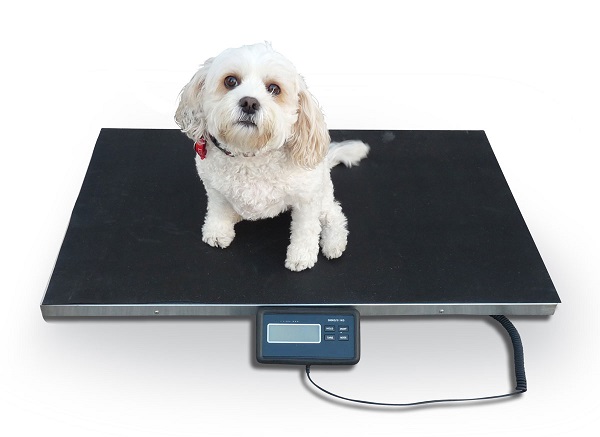 Global Veterinary Weighing Platforms Market Research Report 2020 – 2024 : Befour, Inc, Bosche GmbH, Brecknell, Charder Electronic