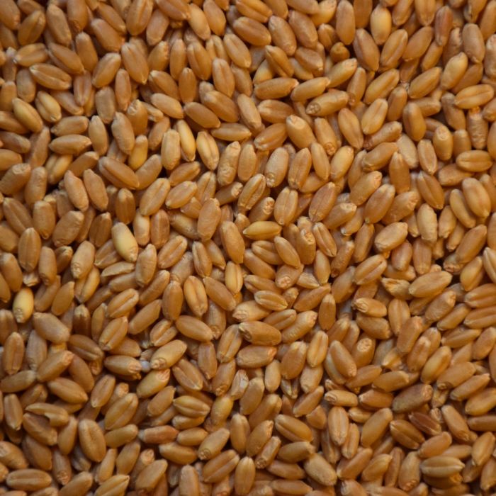 Global Wheat SeedsMarket: In-Depth Insight of Growth And Upcoming Trends, Opportunities 2020 | Dupont Pioneer, Bayer, Dow AgroSciences