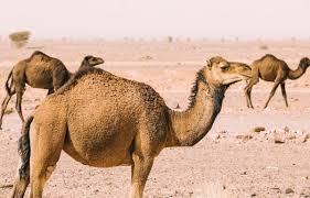 Global Camel Dairy Market Report Business Plans & Strategies With Forecast 2020-2026 | Camelicious, Al Ain Dairy, Desert Farms