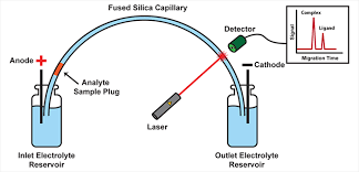 Global Capillary Electrophoresis Systems Market Report Business Plans & Strategies With Forecast 2020-2026 | Agilent Technologies, Bio-Rad Laboratories, Thermo Fisher Scientific