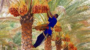 Global Date Palm Market Insights, Industry Expansion Strategies 2020-2024 | Al Foah, Al Barakah Dates Factory, Hadiklaim Date Growers, Maghadi Dates