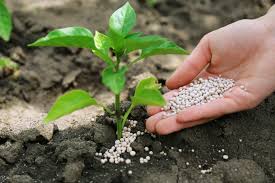 Global Solid Phosphate Fertilizers Market, Growth Trends and Competitive Analysis 2020-2026 | Eurochem, Yara International ASA, CF Industries holdings Inc, Mosaic, Phosagro