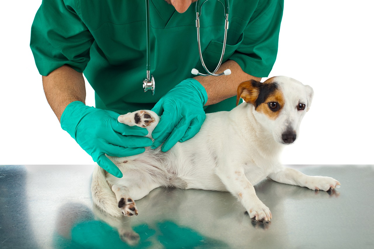Veterinary Therapeutics Market to Reach US$ 58.5 Bn Mark by the End of 2027